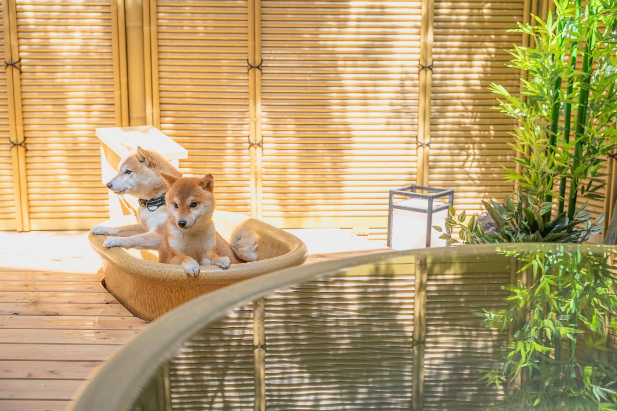 プライベートリゾート犬の日 Hakone
