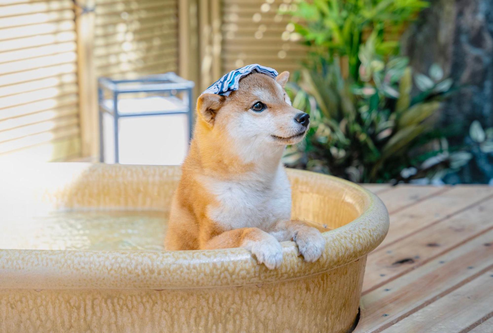 Villa プライベートリゾート犬の日 *