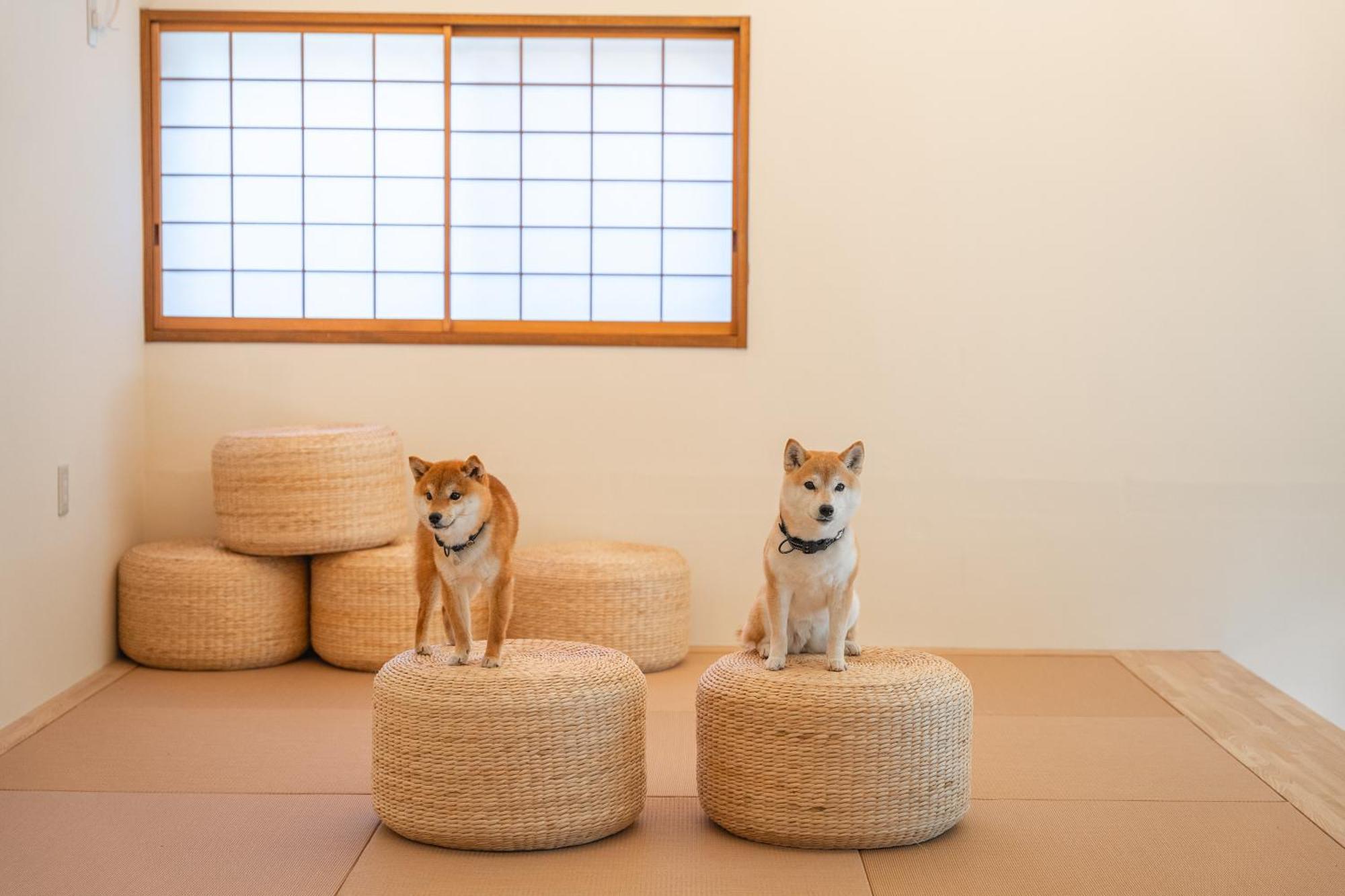 プライベートリゾート犬の日